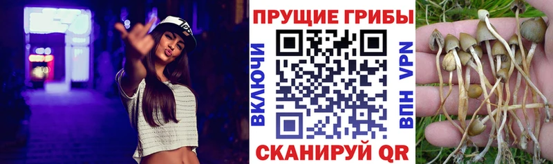 Галлюциногенные грибы Psilocybe  Протвино 
